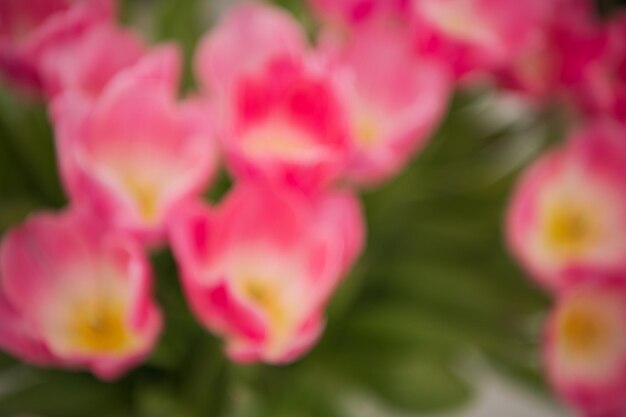 Foto hellrosa tulpen in einem blumenbett