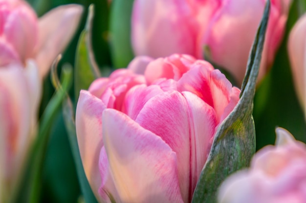 Hellrosa Tulpen mit doppelten Blütenblättern