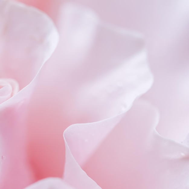 Hellrosa weiße Rosenblume Makroblumenhintergrund für Feiertagsdesign