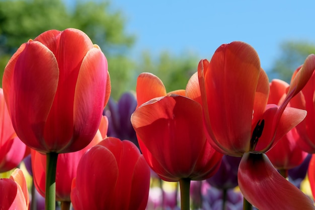 Hellrot blühende Tulpen