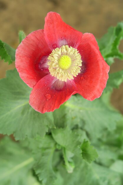 hellroter Mohn wächst in einem Gartenbeet Mohnanbaukonzept