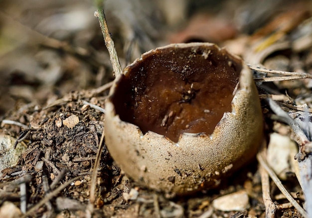 Helvella leucomelaena ou pucheruelo é um pequeno fungo tóxico, mas é comestível cozido