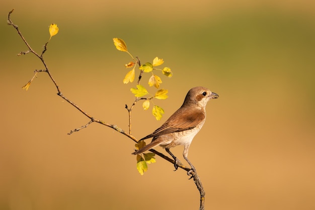 Hembra de actuación en "The Shrike" de espalda roja sentada en una rama con hojas amarillas