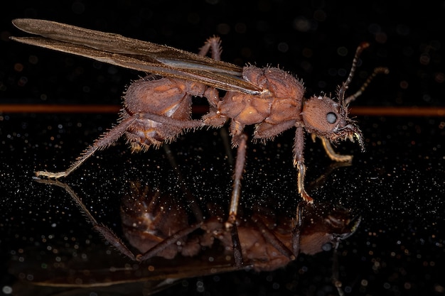 Hembra adulta Acromyrmex Hormiga reina cortadora de hojas del género Acromyrmex