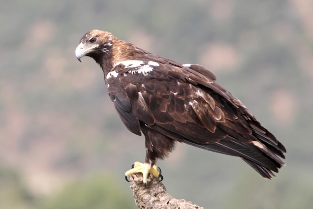 Hembra adulta de águila imperial española en un bosque mediterráneo en un día ventoso