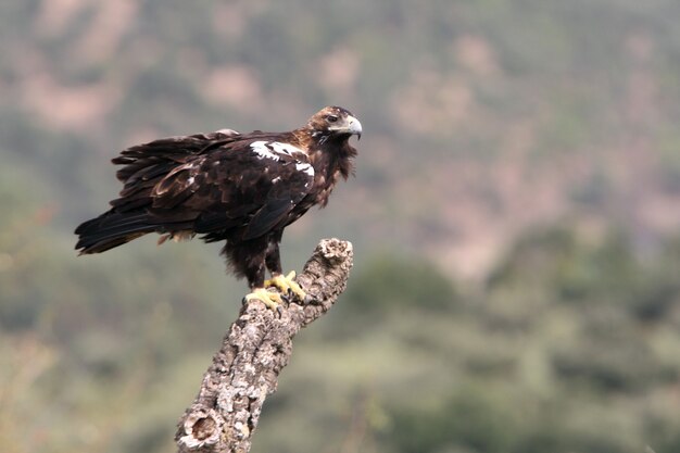 Hembra adulta de águila imperial española en un bosque mediterráneo en un día ventoso