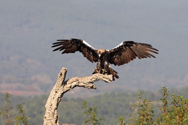 Hembra adulta de águila imperial española volando en un bosque mediterráneo en un día ventoso temprano en la mañana