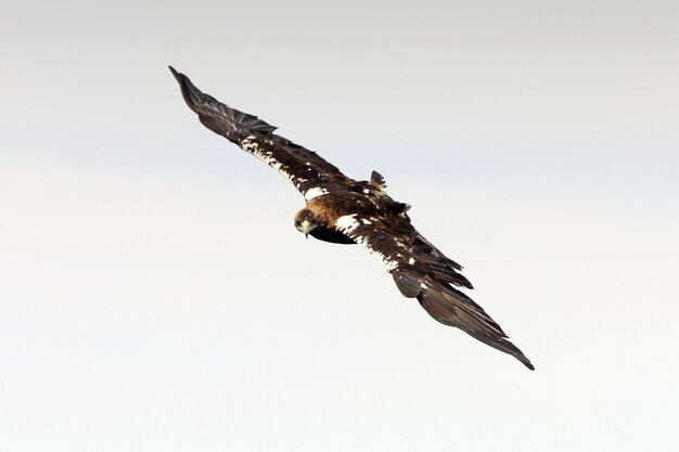 Hembra adulta de águila imperial española volando con las primeras luces del día en un bosque mediterráneo de pinos y robles