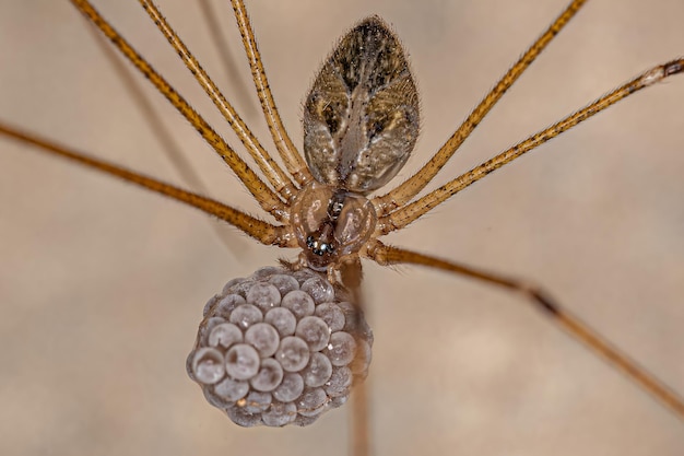 Hembra adulta de araña de bodega de cuerpo corto