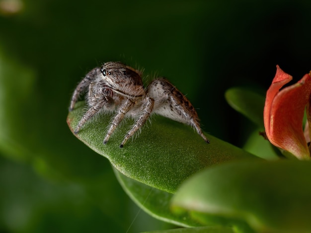 Foto hembra adulta de araña saltarina de la especie megafreya sutrix sobre una planta katy llameante de la especie kalanchoe blossfeldiana