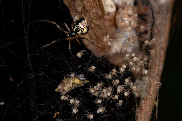 Hembra adulta de araña telaraña del género Cryptachaea con polluelos