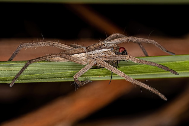 Hembra adulta de araña Trechaleid aprovechándose de una mosca