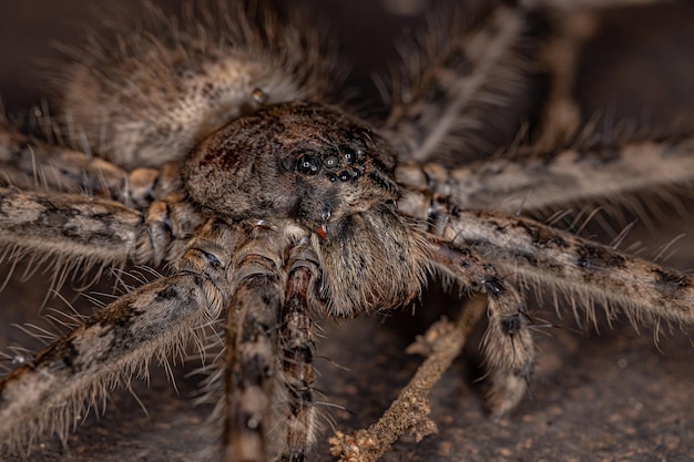 Foto hembra adulta de araña trechaleida de la familia trechaleidae