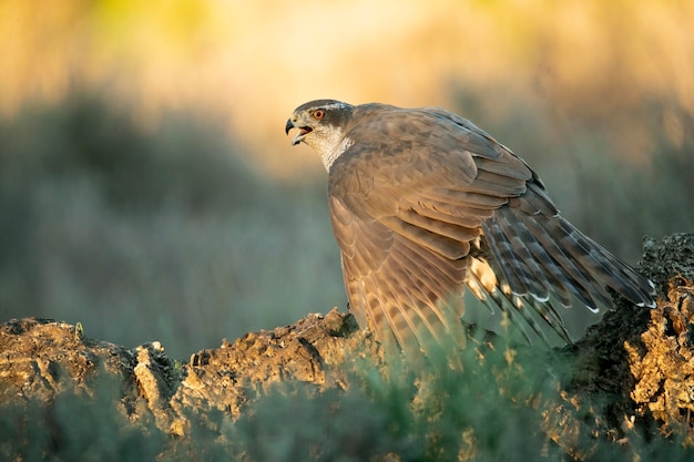 Hembra adulta de Azor protegiendo a su presa en un bosque mediterráneo con las últimas luces