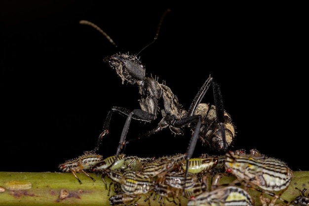 Hembra adulta brillante hormiga de azúcar dorada con ninfas de saltamontes Aetalionid