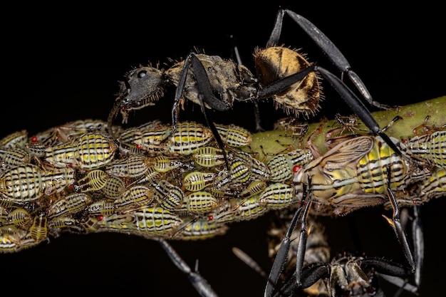 Hembra adulta brillante hormiga de azúcar dorada con ninfas de saltamontes Aetalionid