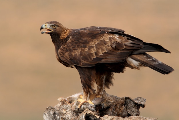 Hembra adulta Golden Eagle a primera luz del día