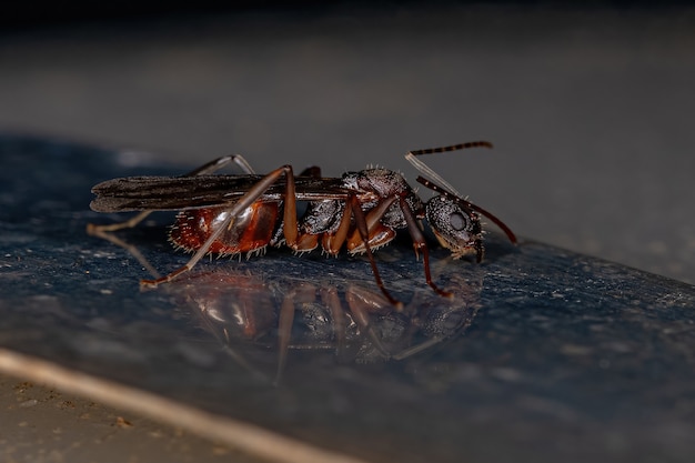 Hembra adulta hormiga alada olorosa reina del género Dolichoderus