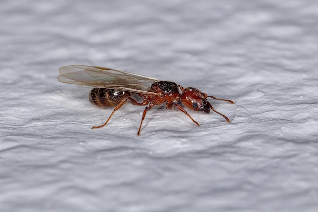 Hembra adulta de hormiga cabezona reina del género Pheidole