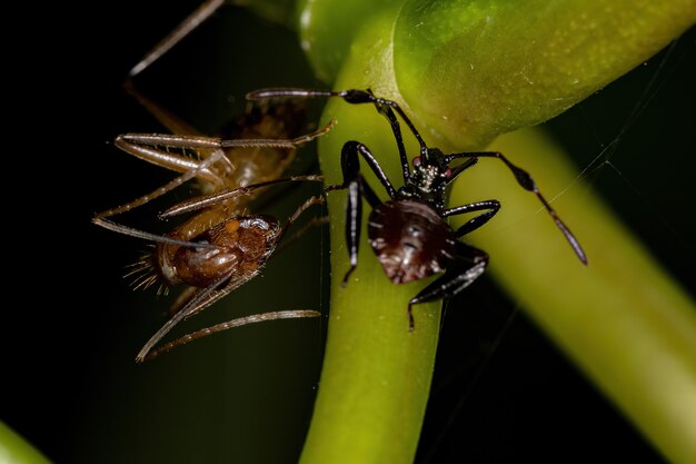 Hembra adulta de hormiga carpintera del género Camponotus y ninfa de chinche de patas de hoja de la superfamilia Coreoidea