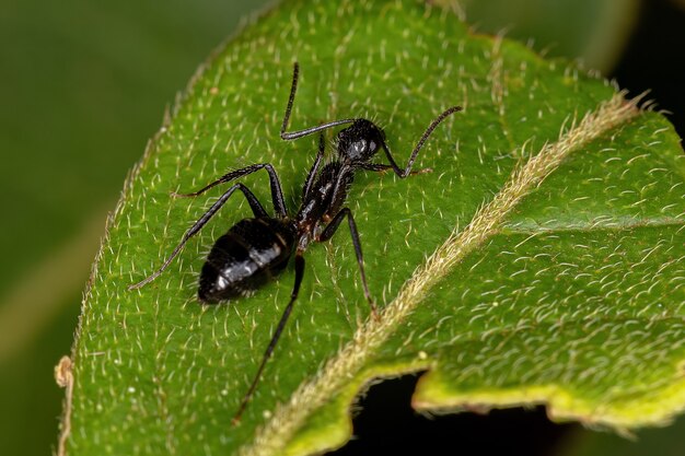 Hembra adulta de hormiga carpintera de seis manchas de la especie Camponotus sexguttatus