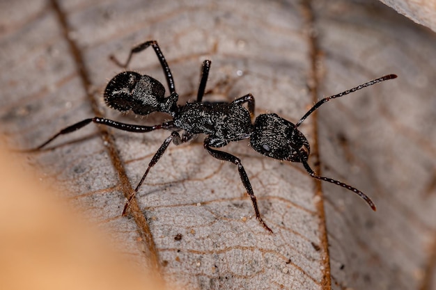 Hembra adulta de hormiga ectatommina del género Ectatomma