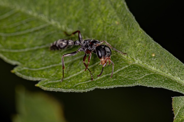Hembra adulta de hormiga ramita del género Pseudomyrmex