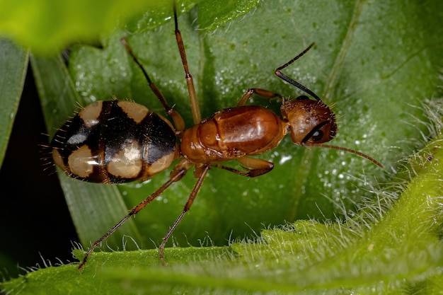 Hembra adulta de hormiga reina carpintera del género Camponotus