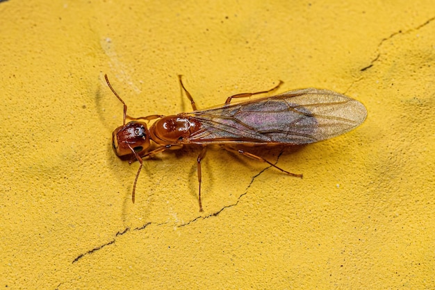 Hembra adulta de hormiga reina carpintera