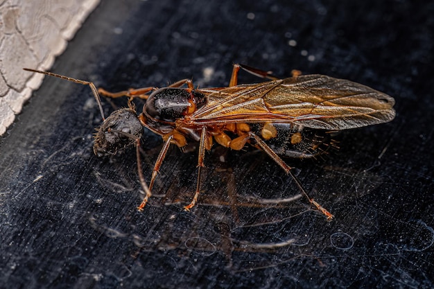 Hembra adulta de hormiga reina carpintera