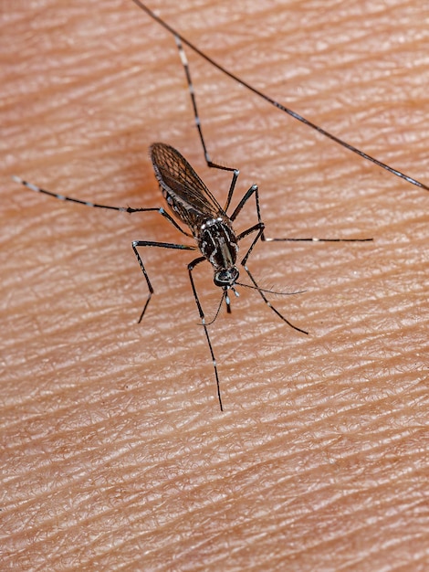 Foto hembra adulta de mosquito de la fiebre amarilla de la especie aedes aegypti