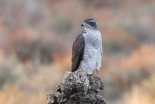 Hembra adulta Northern Goshawk en su atalaya favorita en un bosque de colores otoñales con la última luz del día