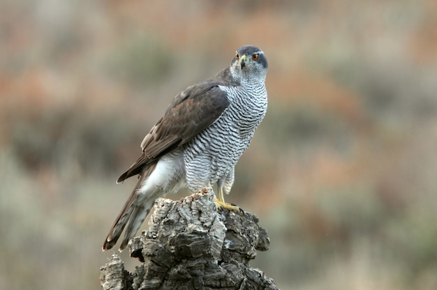 Hembra adulta Northern Goshawk en su atalaya favorita en un bosque de colores otoñales con la última luz del día