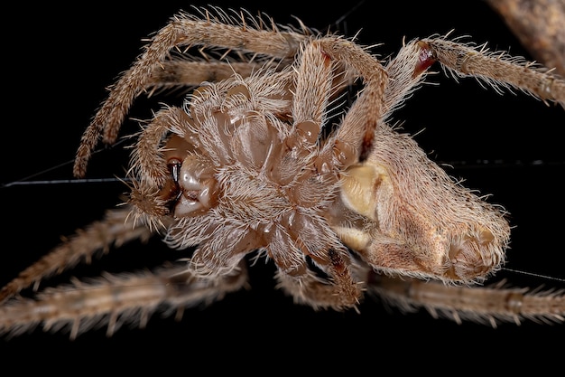 Hembra adulta de telaraña típica de la especie Eriophora edax