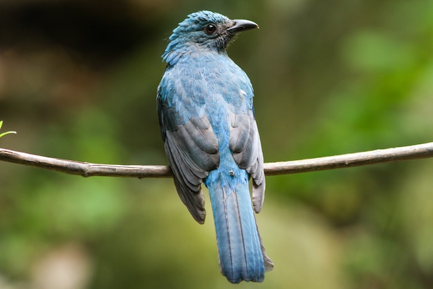 hembra asiática hada-bluebird