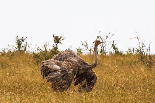 La hembra de avestruz africana con alas extendidas. Kenia, África