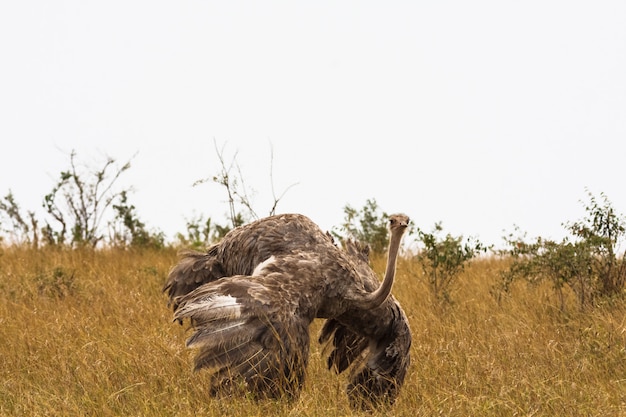 La hembra de avestruz africana. Kenia, África