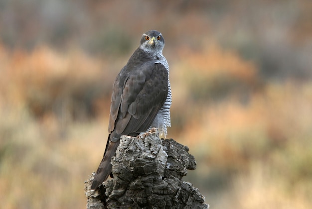 Hembra azor norteño con las últimas luces de la tarde en su percha favorita en un bosque de pinos y robles