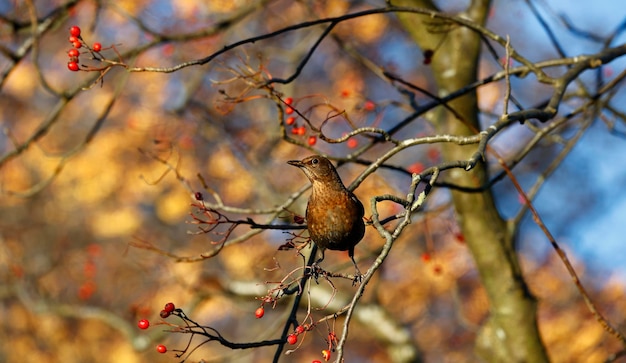 La hembra de blackbird comiendo bayas de rowan