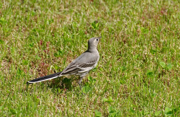 Hembra blanca Wagtail Motacilla alba en un jardín de césped en un día soleado de verano