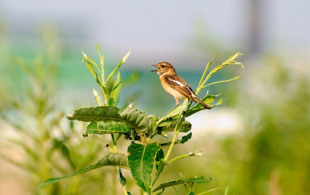 Una hembra de bushchat Saxicola Torquata da un grito de alarma mientras está sentada en una rama