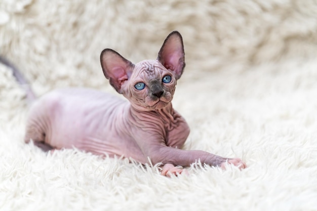 Foto hembra canadian sphynx cat gatito mirando a la cámara acostado sobre fondo de alfombra blanca