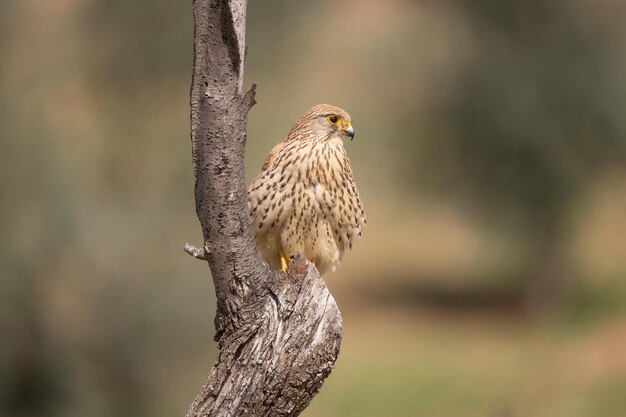 Hembra de cernícalo común Falco tinnunculus posado sobre un tronco