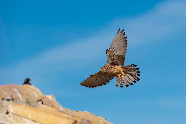 Hembra de cernícalo primilla Falco naumanni Toledo España