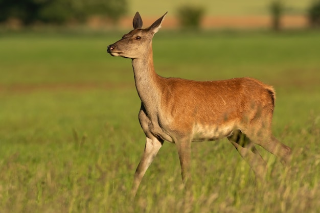 Hembra de ciervo, cervus elaphus, caminando sobre un campo de heno cubierto de hierba en un día soleado en la naturaleza de verano. Hind atravesando la pradera desde la vista lateral. Fauna animal en el desierto.