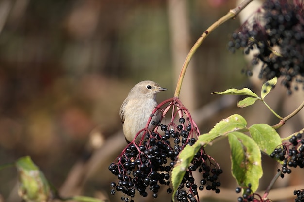 Una hembra de colirrojo común (Phoenicurus phoenicurus) se sienta en un arbusto de saúco negro en la suave luz de la mañana. Foto de primer plano y fácil identificación de un pájaro en pluma de invierno