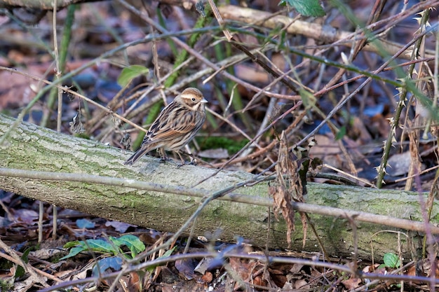 Hembra común Reed Bunting (Emberiza schoeniclus) donde se posan sobre un árbol caído