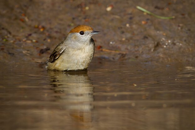 Foto hembra de curruca capirotada euroasiática bañándose en agua en verano