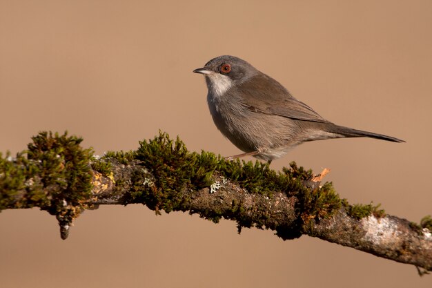 Hembra de curruca sarda, waber, pájaros, Sylvia melanocephala