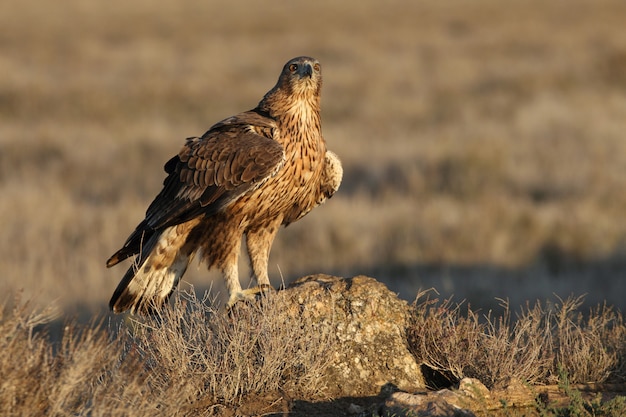 Hembra de dos años del águila de Bonelli